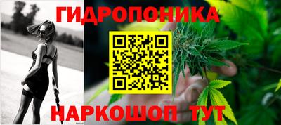 шишки Будённовск